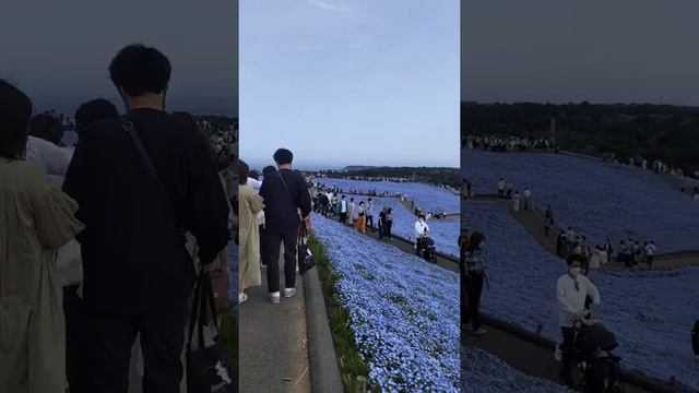 Hitachi Seaside Park в префектуре Ибараки в Японии. Парк цветов. 5 миллионов цветов Немофила. смотреть онлайн