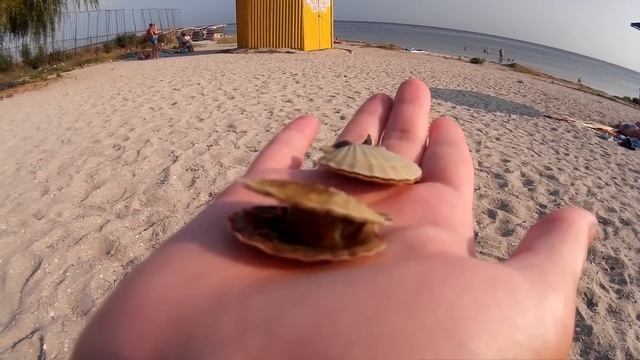 Живые МОРСКИЕ ГРЕБЕШКИ на ладони смотреть онлайн