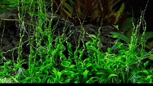 Эхинодорус Везувий.(Echinodorus Vesuvius)