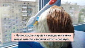 Как купать морскую свинку? / Можно ли купать морскую свинку?