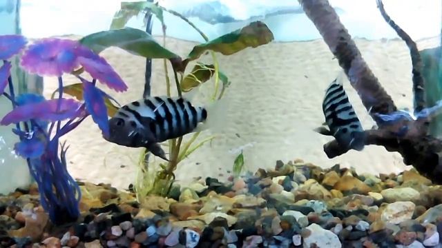 Цихлазома чернополосая. Первые мальки на 7 месяце жизни!!! смотреть онлайн