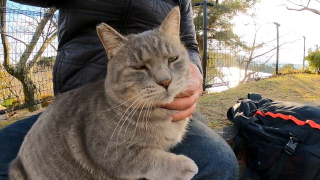 トトロみたいな猫をひざにのせるとめちゃくちゃリラックスしてくれた смотреть онлайн