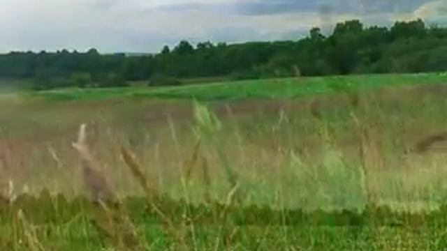 Людмила Зыкина Поле русское родное.flv смотреть онлайн