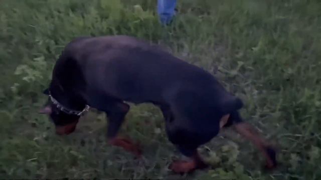 Вот что бывает с доберманом когда поел много травы !Доберман - хрюкает!! Doberman.