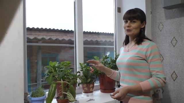 С ОГОРОДА НА ПОДОКОННИК ⇛ ЗИМА БЛИЗКО ║ Еще один стеллажик⌸ смотреть онлайн