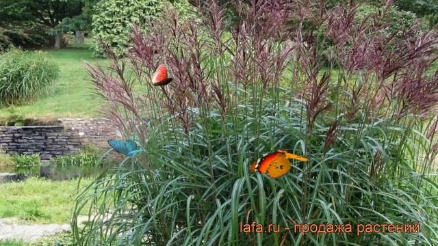 Мискантус китайский Малепартус ? обзор: как сажать, рассада мискантуса Малепартус смотреть онлайн