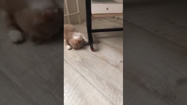 Котенок экзотической породы в Москве смотреть онлайн