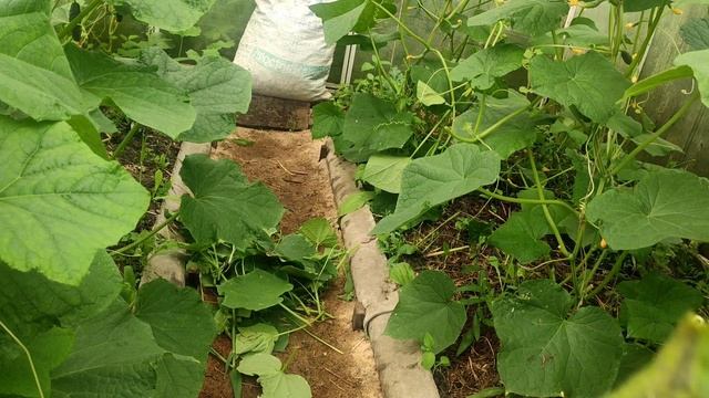 Формируем огурцы #дача #огород #сибирь #рассада#огурцы смотреть онлайн