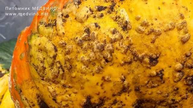 Как понять, что тыква созрела смотреть онлайн