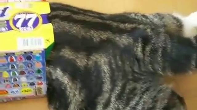 Ninja kitten attacks box. смотреть онлайн