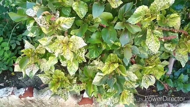 Copper Leaf Plant Care In Hindi/Khalifa Plant/acalypha Wilkesiana