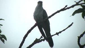 Песня про кукушку.  Поёт Ольга Назарова