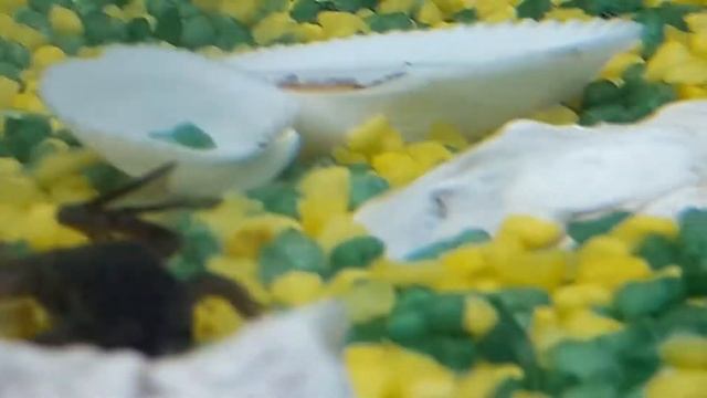 Забавная Карликовая Лягушка / Funny African Dwarf Frog смотреть онлайн