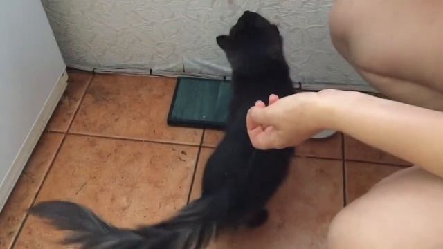 Кошка ест паутину смотреть онлайн