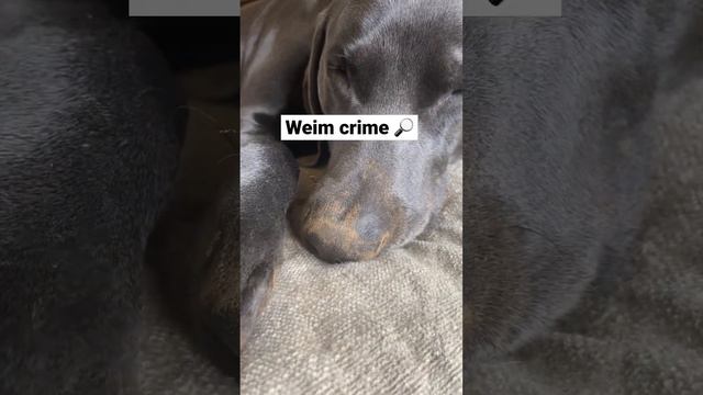 Weim Crime #weimaraner #weimcrime смотреть онлайн