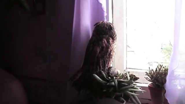 Домашняя ушастая сова Снопа смотреть онлайн