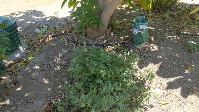 Ремонтный Камертон