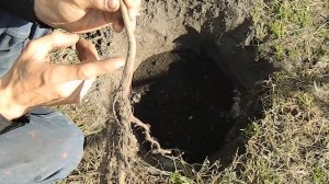 Лучший Способ Посадки Фундука. 100% Приживаемость!