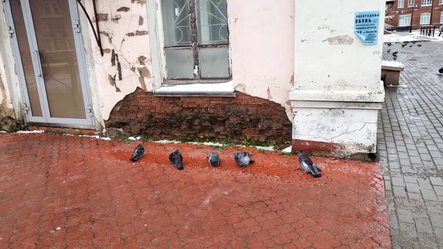 г. Вельск - осень, снег, слякоть, сизые голуби - 21 октября 2021 смотреть онлайн
