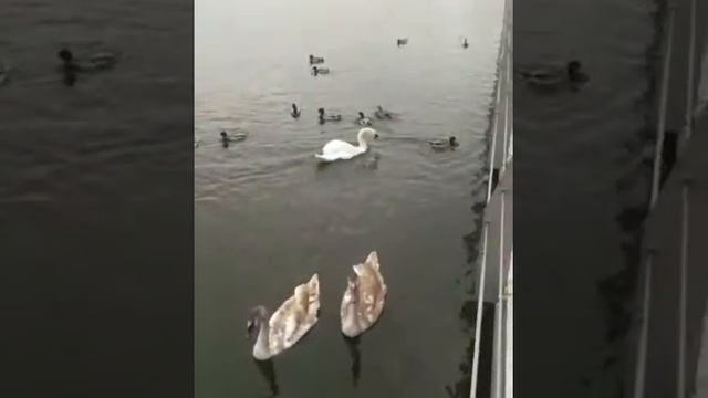 КАЗАНЬ.Озеро "Кабан" смотреть онлайн