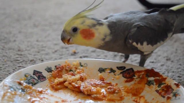 Walter The Cockatiel Enjoys Lasagna. смотреть онлайн