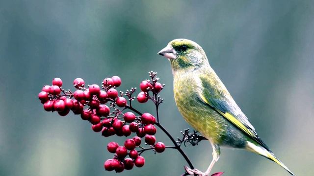 Голоса птиц. Пение зеленушки (Carduelis Chloris)