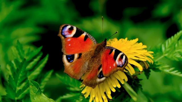 Surah Rehman (are Rehman)||Qari Abdul Basit heart touching tilawat||Epi-00013|Arabic text HD смотреть онлайн