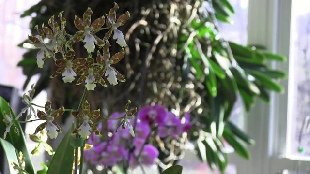 Paph. Michael Koopowitz • Oncidium species full bloom • Cattleya seedling problem смотреть онлайн