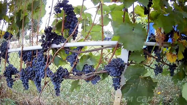 Работа на винограднике осенью после сбора урожая.Нужно ли обрезать виноград осенью смотреть онлайн