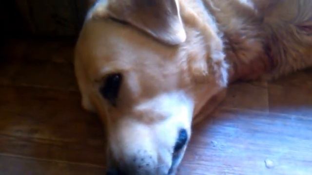 собака  ест  мороженное