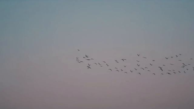 КТО ТАКИЕ БЕРБЕРЫ? ИСТОРИЯ НАРОДА! смотреть онлайн