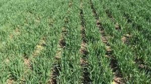 Опыты с нормами высева пшеницы от 1 до 5 млн с междурядием 19 и 38 см