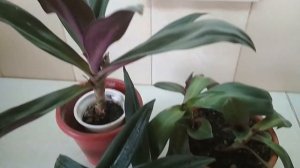 Хотите чтобы РЭО рос пышным кустом?! Смотрите! //Do you want REO to grow as a lush bush?!//