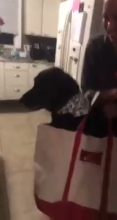 Дама с собачкой смотреть онлайн