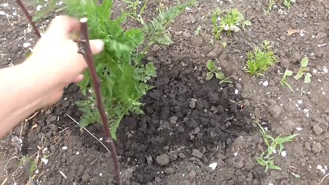 Высадки морковки не все прорасли смотреть онлайн