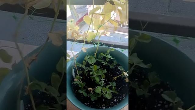 Огород на балконе. Горох. смотреть онлайн