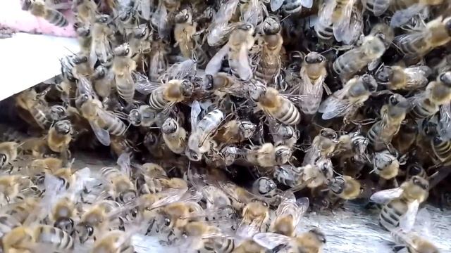 окрас пчелы смотреть онлайн