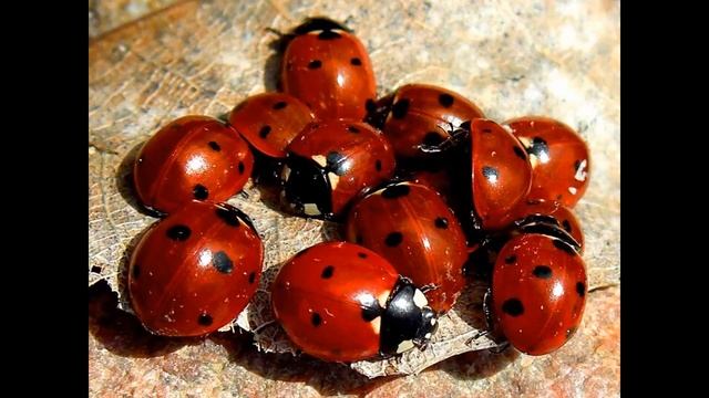 Видеозанятие Рисование Божья Коровка смотреть онлайн