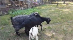 Когда уехал цирк, а клоуны остались.....