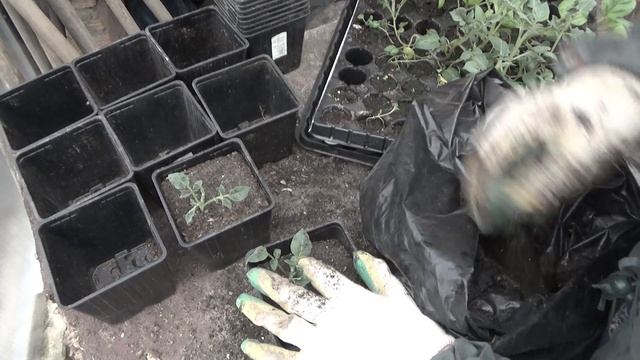 Картофель из семян: обновление и омоложение сортов. Суперэлита картофеля от посева до сбора урожая смотреть онлайн