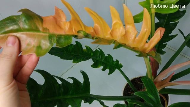 Монолог про цветок - Филодендрон Кольцо Огня - Philodendron Ring of Fire смотреть онлайн