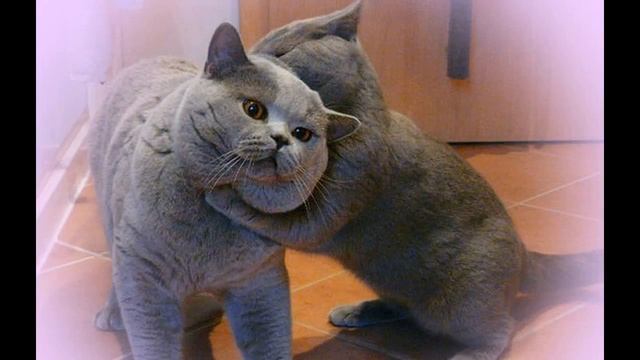 10 фактов о британских кошках. Британские кошки. Интересные факты о британской породе смотреть онлайн