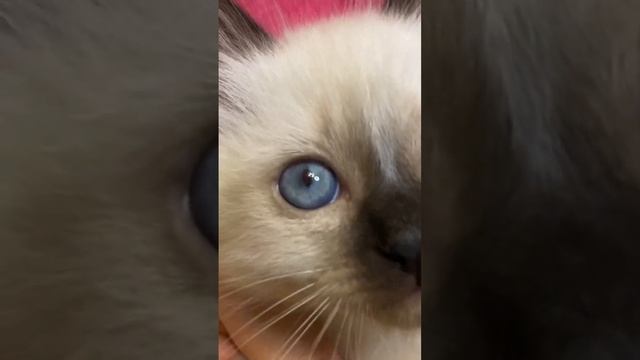 Красавчик бирманский котенок.Питомник Маритана кэт, выбирайте котенка на сайте http://mariana-cat.r смотреть онлайн