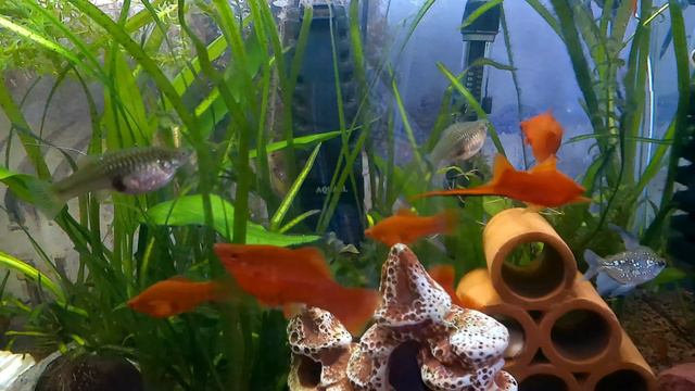 Аквариум на 105 литров - все равно рыб много смотреть онлайн