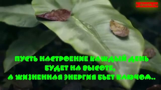 Желаю счастья и любви. Пожелания счастья. Видео открытка 2020. смотреть онлайн