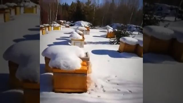 Осмотр Пасеки Baikal Bee 21.02.2019