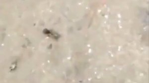 полу рак полу х**