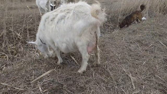 Малина Таруса, жимолость Павловская, миндаль Никитский - новинки в саду. смотреть онлайн