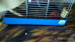 БЕРЕМЕННОСТЬ У ХОМЯКА.ПЕРЕСАЖИВАЮ МАЛЬЧИКА В ОТДЕЛЬНУЮ КЛЕТКУ. ПРИЗНАКИ БЕРЕМЕННОСТИ У ХОМЯКОВ 2019