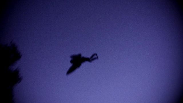 Exploring Cryptids | "Mothman" смотреть онлайн